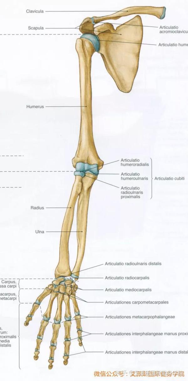 艾派斯人体科学小讲堂第四讲上肢骨