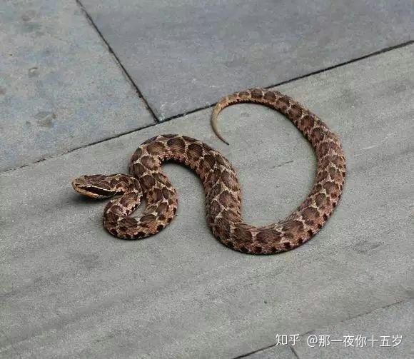 平头蛇与三角头蛇