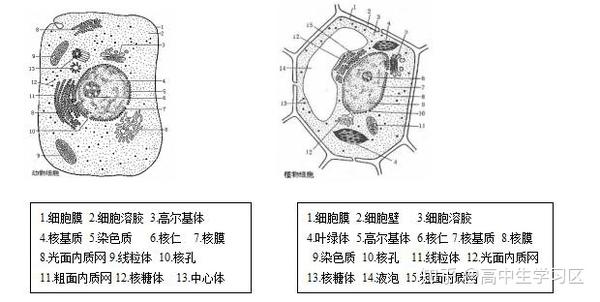 示踪法: 分泌蛋白的转移方向为核糖体→内质网→高尔基体→细胞膜