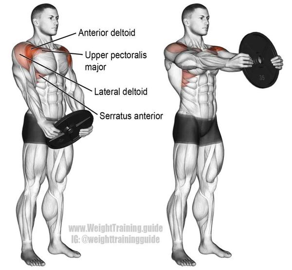 训练细节:  ①由于三角肌前束和胸大肌上部肌纤维走向近似,所以它们