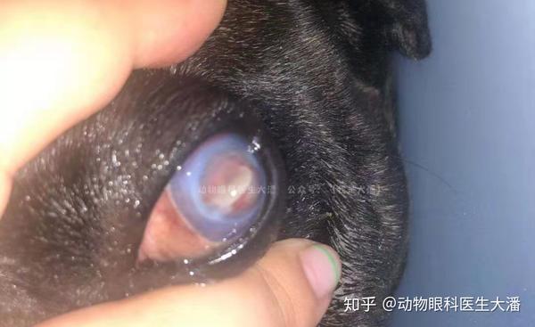 狗狗整个眼睛穿孔,严重角膜穿孔,在主人的精心照料下痊愈了.