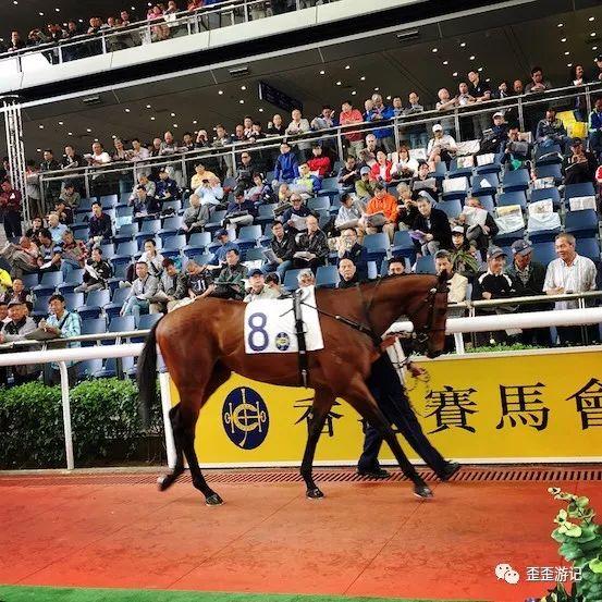 来来来,教你买马 | 香港赛马半日游