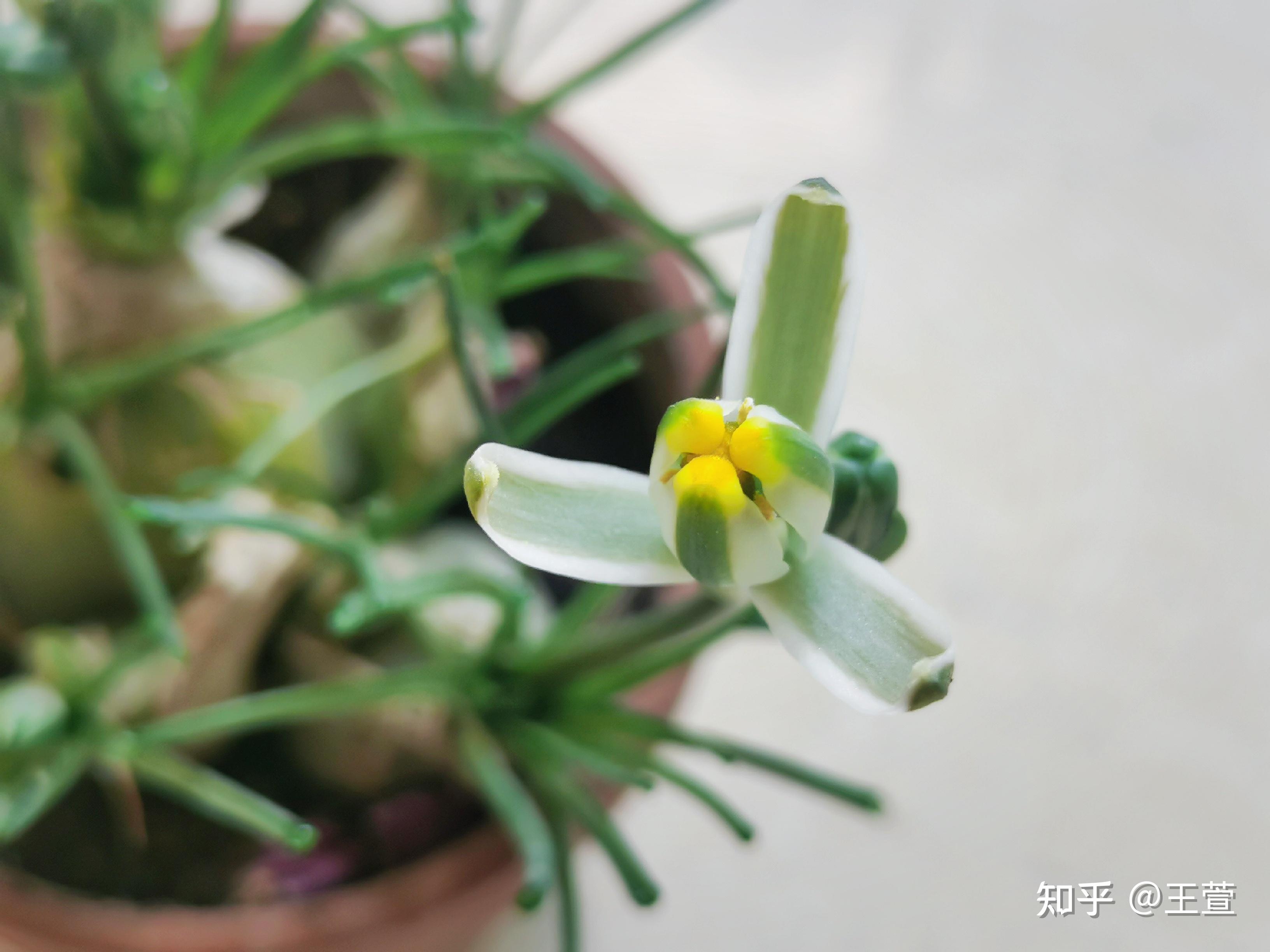 小苍角殿花朵个性香味好闻