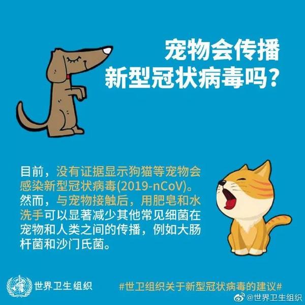 撸猫安全世卫组织辟谣无证据显示猫会感染新型冠状病毒