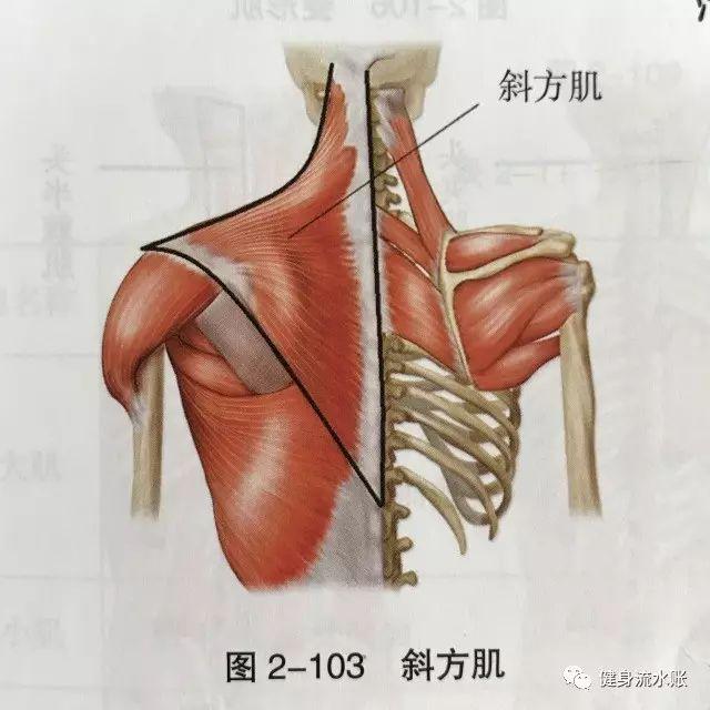 1,斜方肌斜方肌位于颈部和背上部的浅层,为三角形的扁肌,左右两侧合在