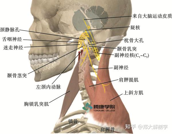 的尾部纤维一起走行,然后在颈静脉孔两者分离出颅,行于颞骨茎突的内侧