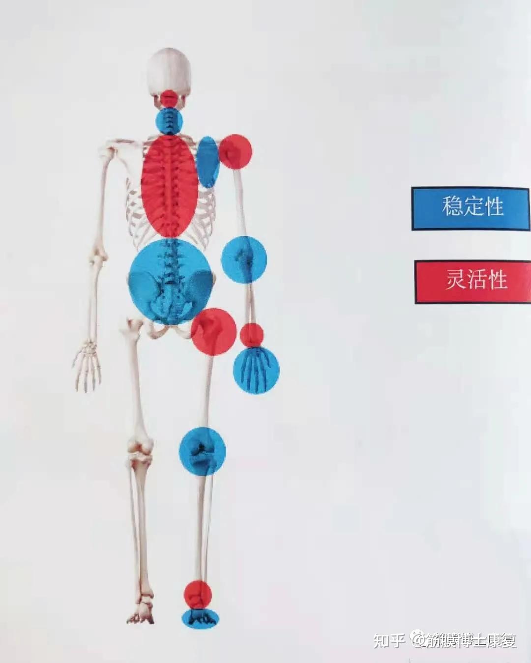 sfma(选择性功能动作评估selective functional movement assessment