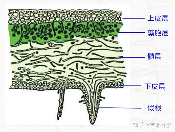 地衣的结构 同层地衣 横切面仅能分出2-3层结构 藻细胞均匀地分布在
