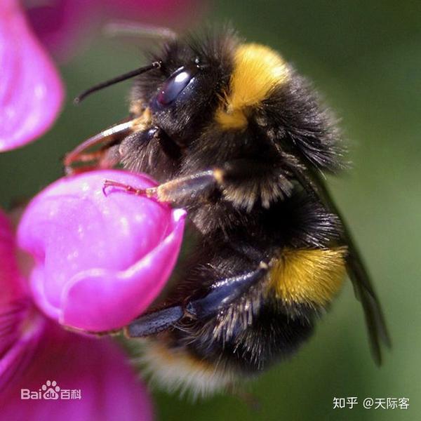 熊蜂特写