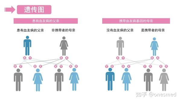 血友病遗传示意图