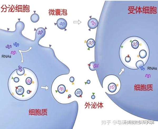 揭开外泌体神秘面纱