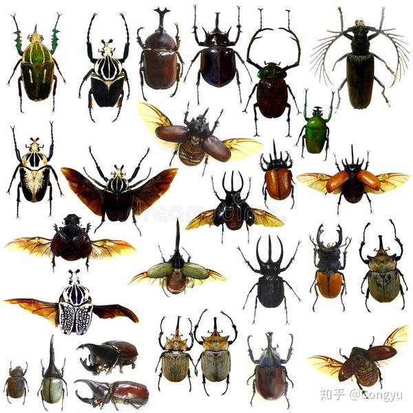 昆虫纲鞘翅目(甲虫),图片来自网络