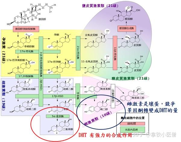 宝丹酮boldenoneequipoiseeq的详细介绍