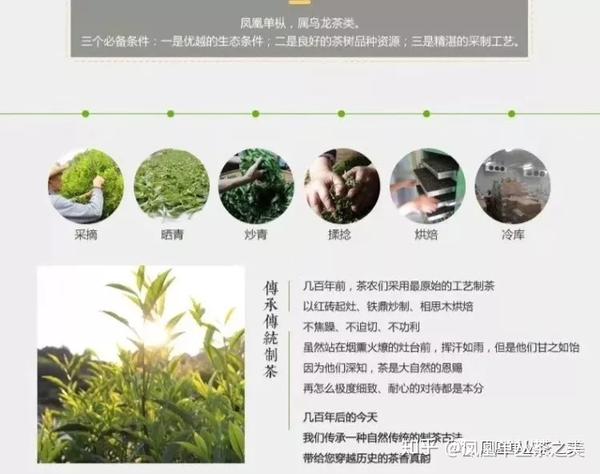 现代凤凰单丛茶制作工艺,一般用手工和机械生产相结合,分为曝青