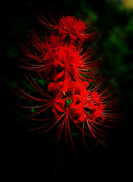 曼珠沙华:彼岸花,开一千年,落一千年,花叶永不相见.