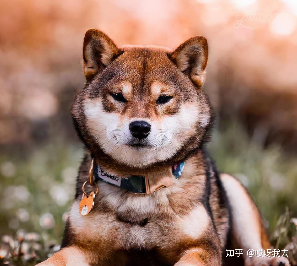 柴犬最新知识百科,你了解多少?