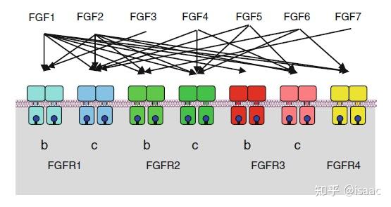 学懂通路第二期生长因子与受体酪氨酸激酶 RTKs 知乎