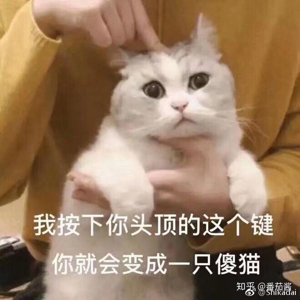 你有哪些关于猫狗的表情包?