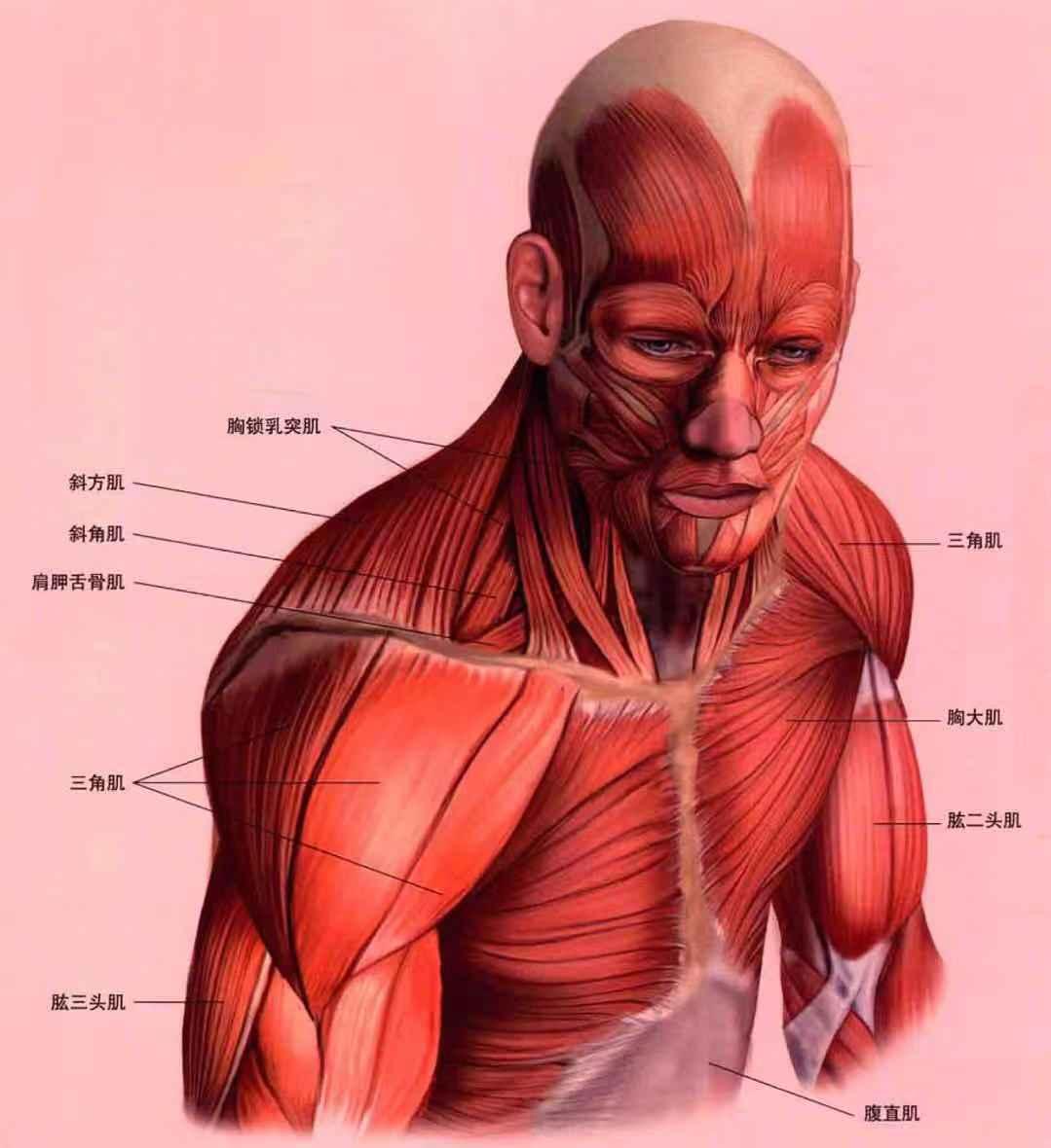 肩部肌肉器械使用指南