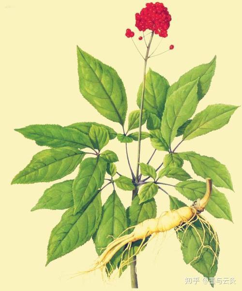 人参为常用中药,始载《神农本草经》,列为上品.
