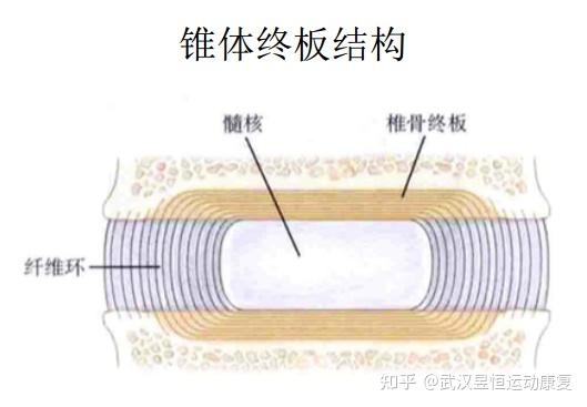 椎间盘的高度,在脊柱负荷时(如站或坐姿位,运动等)会把水分挤出去一些