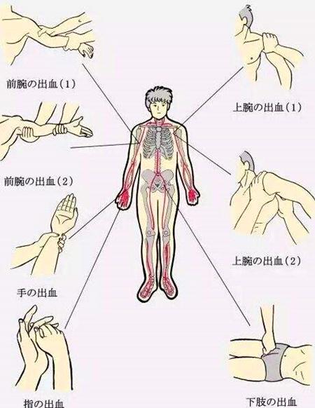 处于上臂的肱动脉和大腿根部的股动脉,都在身体比较浅表的位置,不仅