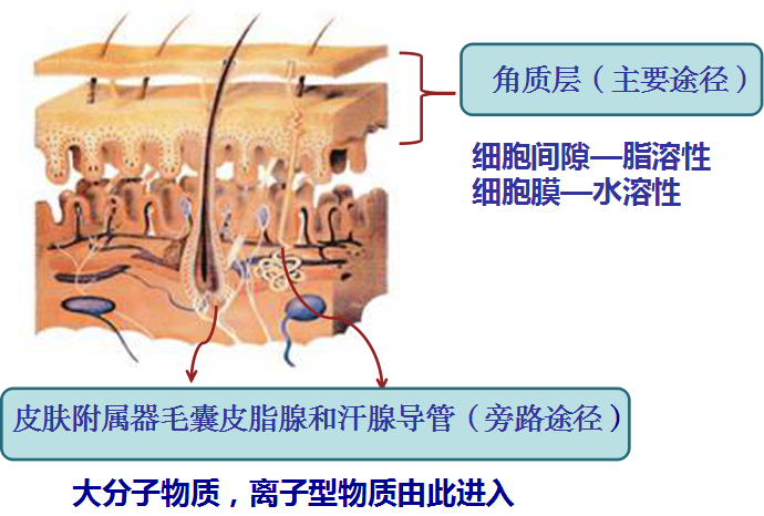 皮肤的吸收功能