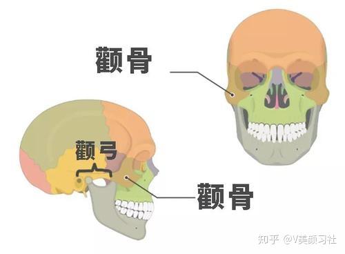 求美者首先需要了解的是,什么是颧骨还是颧弓,具体分布在哪些位置