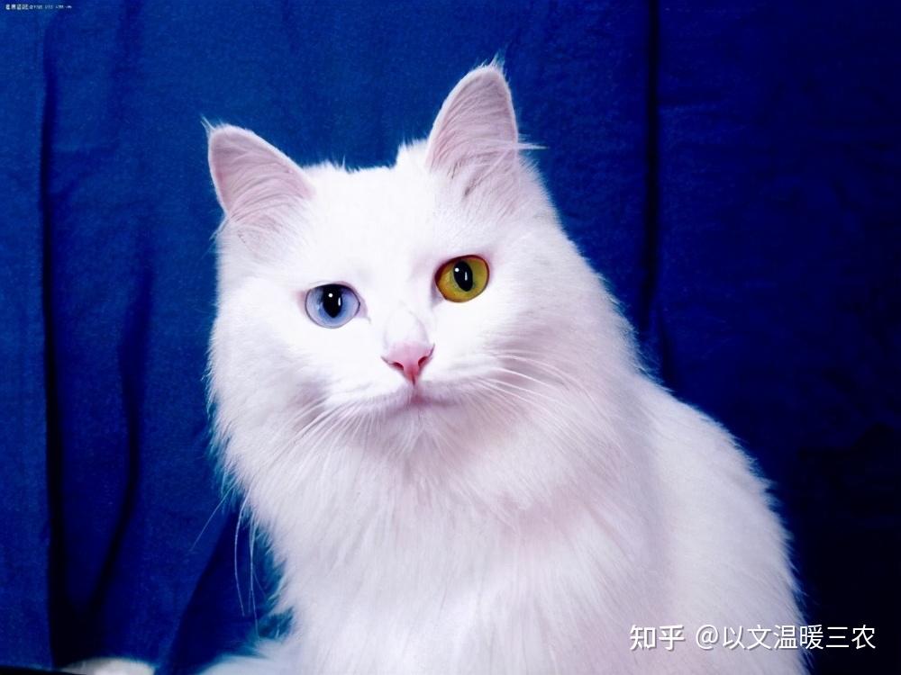 正是母猫发情季,母猫在完成交配后,为什么要狠狠地攻击公猫?