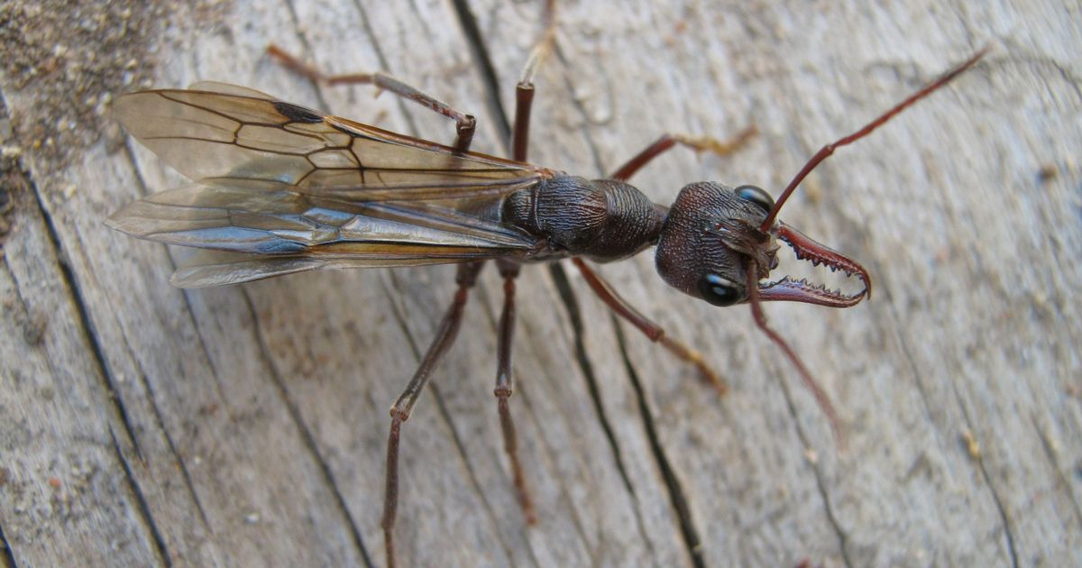 蚂蚁真的是二维生物吗