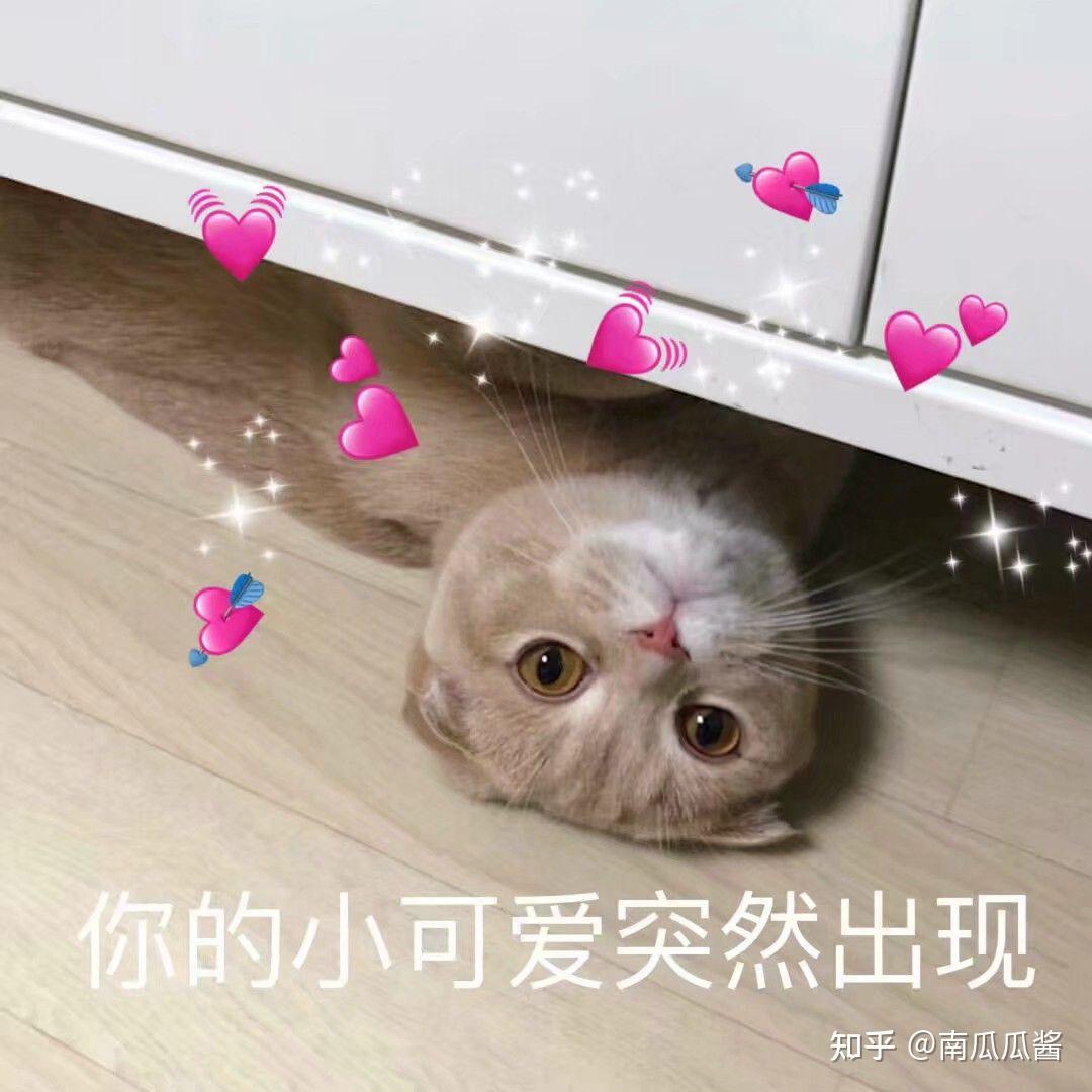 猫猫表情包好希望夏天和你一起来