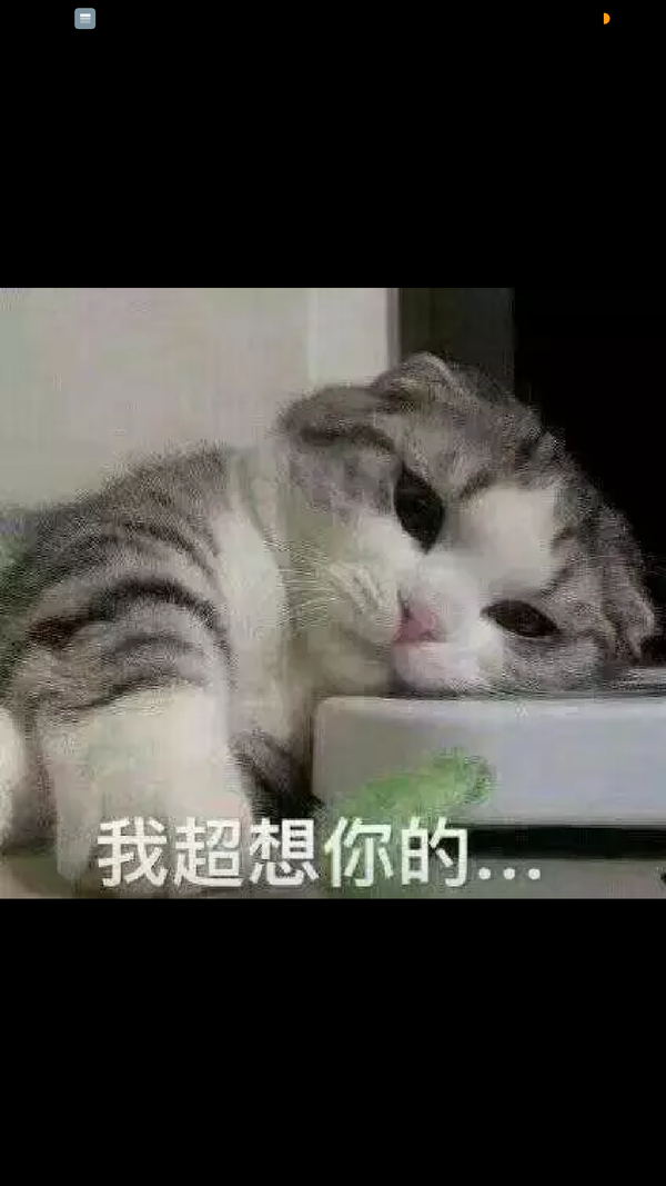 有哪些好看的[猫咪动图]表情包?