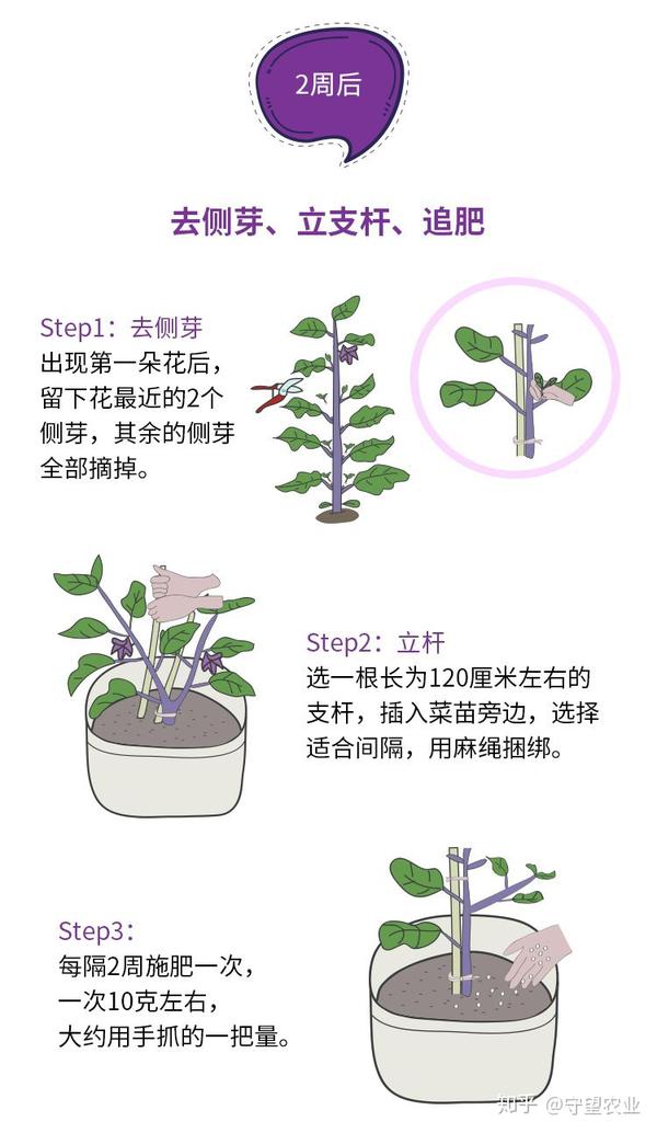 在大城市里如何种好茄子