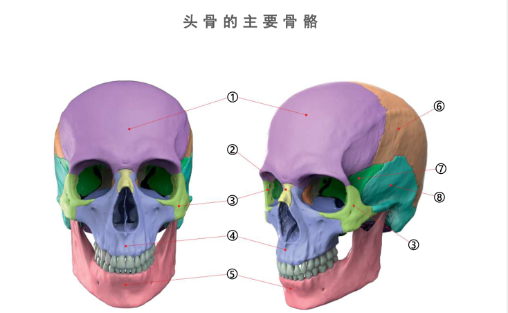 头部的主要骨骼和形貌参考!