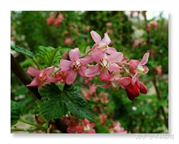 12月4日的生辰花醋栗花