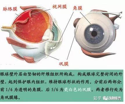 眼睛的构造和功能-眼球