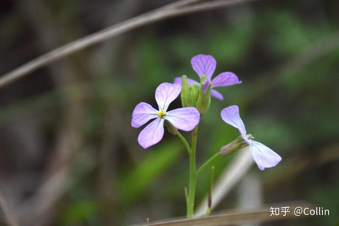 五桠果亚纲 dilleniidae