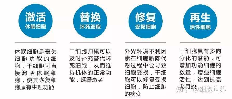 干细胞治疗是把健康的干细胞回输到病人体内,以达到修复病变细胞或