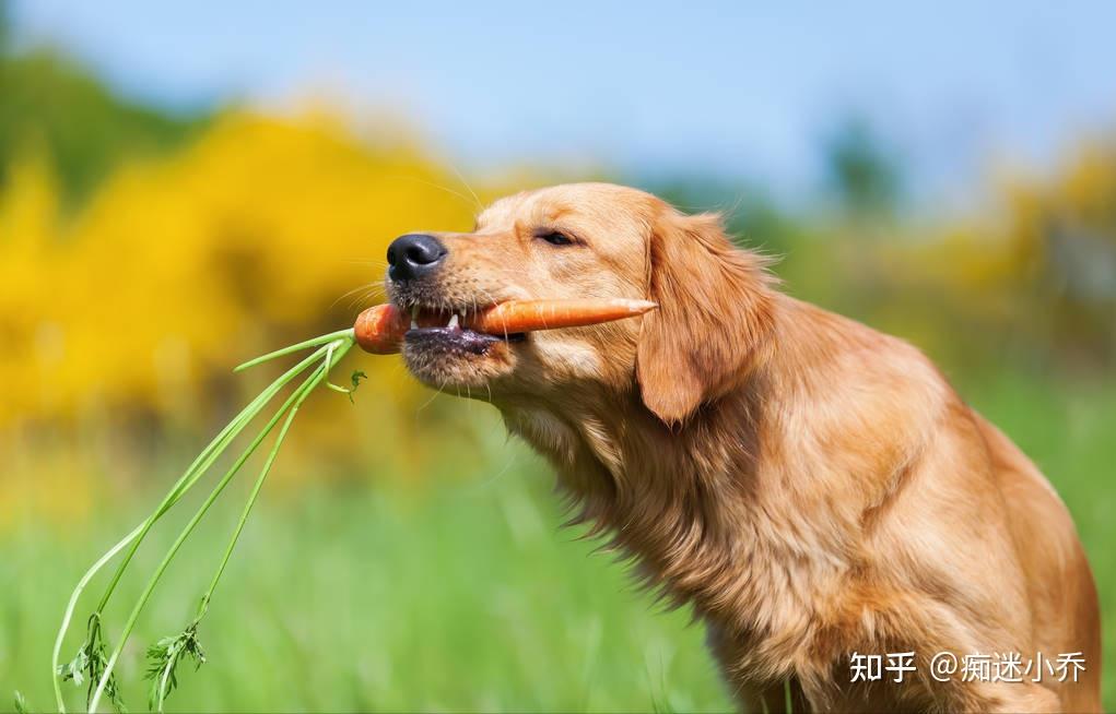 养狗不能有这些坏习惯金毛经常便秘拉不出来