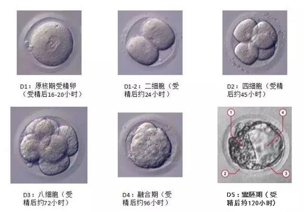 自然孕育过程,受精卵是在囊胚时期进行着床.