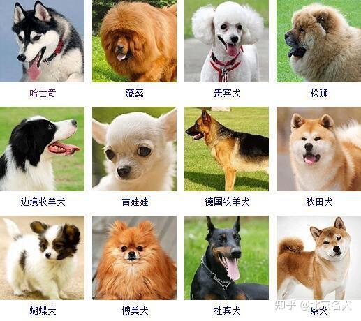 北京西施犬价格纯种西施犬价格多少