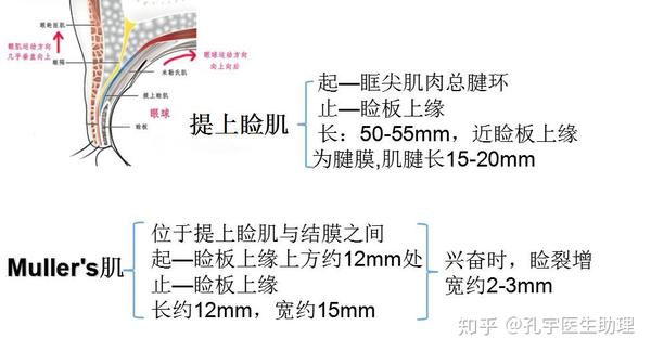 与上睑运动有关的肌肉