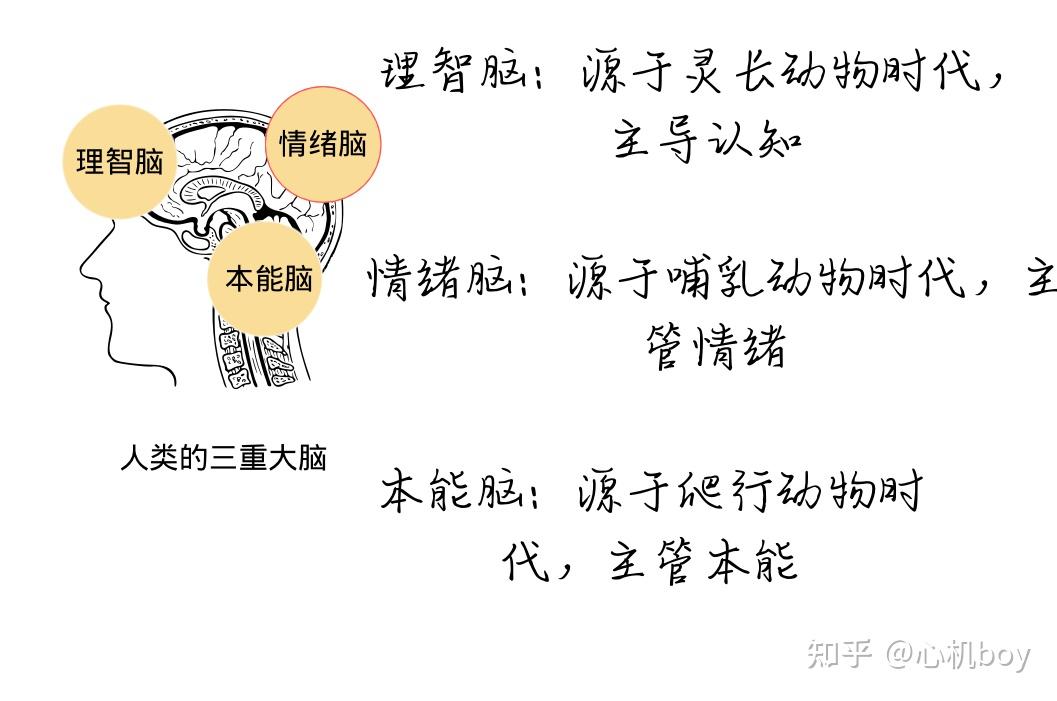 生活中做的大部分决策为什么往往源于本能和情绪而非理智