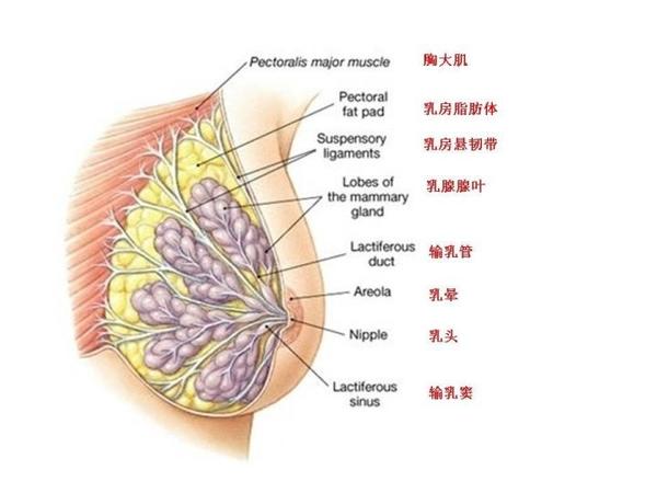 首先我要从乳房的结构开始说起