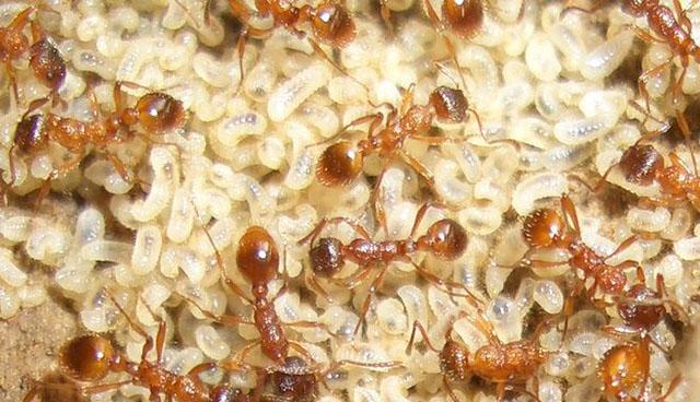 红蚁属(拉丁文学名 myrmica ),隶属于切叶蚁亚科,属中小型蚂蚁,工蚁