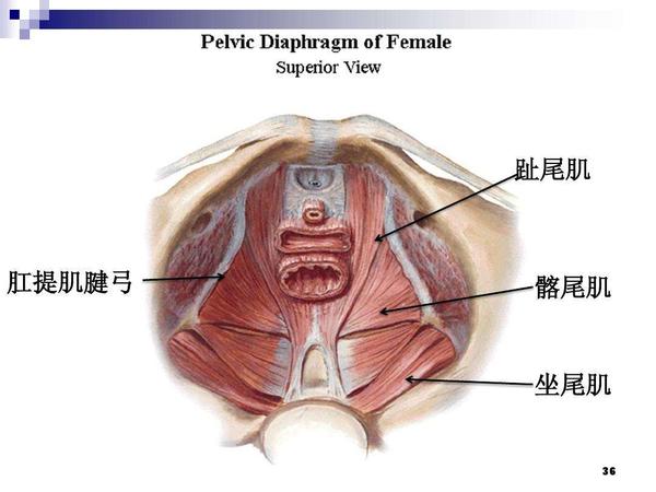 当生产怀孕或者分娩时,挤压撕裂肛提肌后,阴道空隙不受控制,将出现