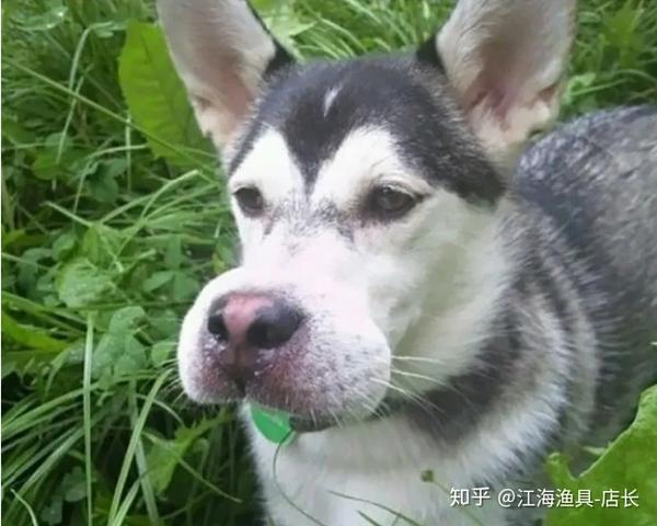 你有哪些让人笑得停不下来的搞笑图片?(五)