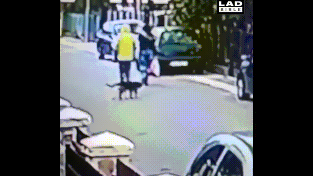 他吓得只好作罢赶快逃跑 狗狗追在后面撵出去很远才罢休 最后还不忘