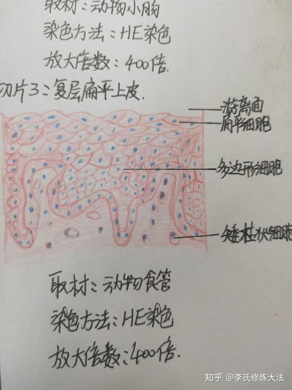 组胚中上皮组织,结缔组织,肌组织,神经组织切片观察