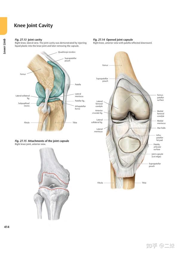 一天一点解剖学人体膝关节